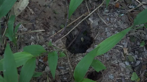 Leafcutter ants carry leaves down into the underground in amazon rainforest Stock Footage 99094276