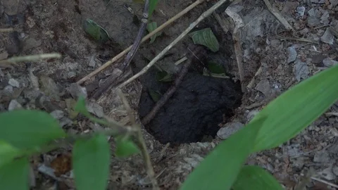 Leafcutter ants carry leaves down into the underground in amazon rainforest Stock Footage 99364932