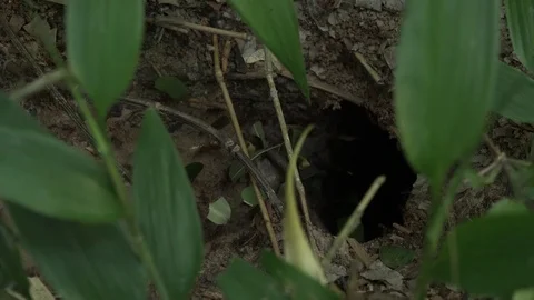 Leafcutter ants carry leaves down into the underground in amazon rainforest Stock Footage 99524651