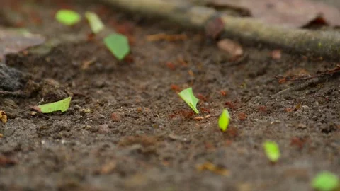 Leafcutter Ants Carrying Green Leaf Fragments Macro 4k Video Footage 库存影片 338262579