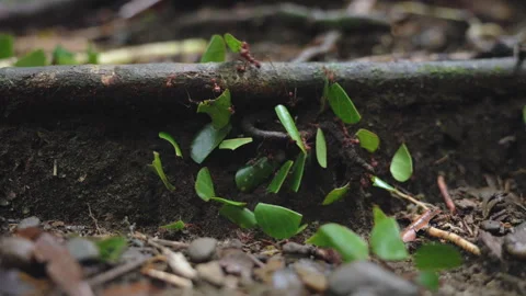 Leafcutter Ants Carrying Green Leaf Fragments Along Forest Floor Trail. Stock Footage 338371046