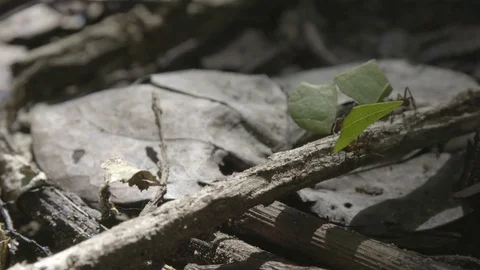 Leafcutter ants carrying leaf segments in jaws during snowfall Stock Footage 74906942
