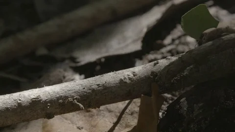 Leafcutter ants carrying leaf segments in jaws Stock Footage 74907749