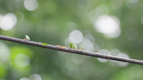 Leafcutter Ants carrying Leafs to Colony, Green Jungle Forest, 4k Stock Footage 231601036