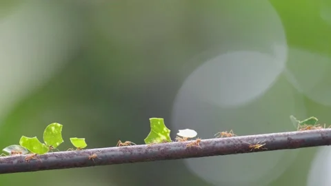 Leafcutter Ants carrying Leafs to Colony, Slow Motion 120 fps, Green Jungle, 4k Stock Footage 231601070
