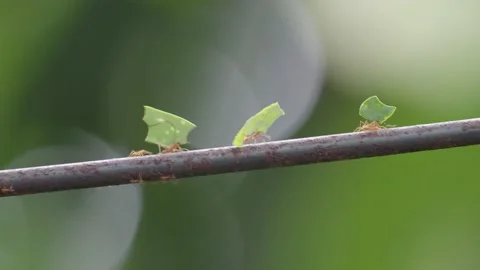 Leafcutter Ants carrying Leafs to Colony, Pan shot, Green Jungle Forest, 4k Stock Footage 231601072