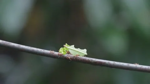 Leafcutter Ants carrying Leafs to Colony, Green Jungle Forest, 4k Stock Footage 231601121