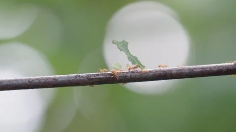 Leafcutter Ants carrying Leafs to Colony, Slow Motion 120 fps, Green Jungle, 4k Stock Footage 231601164