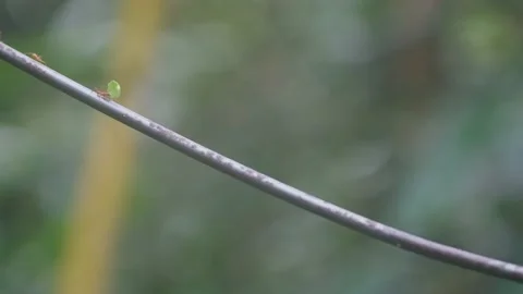 Leafcutter Ants carrying Leafs to Colony, Green Jungle Forest, 4k Stock Footage 231601169