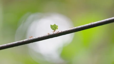 Leafcutter Ants carrying Leafs to Colony, Slow Motion 120 fps, Green Jungle, 4k Stock Footage 231601239