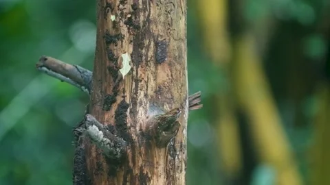 Leafcutter Ants carrying Leafs on Tree Trunk, Slow Motion 120 fps, Green Jungle Stock Footage 231601238