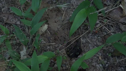Leafcutter ants carrying leaves down into the underground in amazon rainforest Stock Footage 99524666