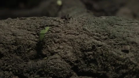 Leafcutter Ants Climbing Over Mossy Terrain in Amazon Forest Video stock 334139073