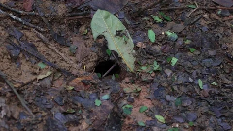 Leafcutter ants colony carry down leaves in underground nest Stock Footage 167483496