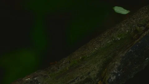 Leafcutter ants extreme Stock Footage 126551348