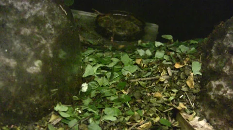 Leafcutter ants Stock Footage 28554296