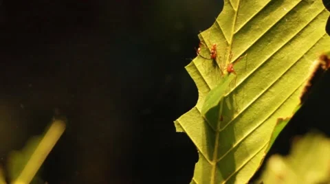 Leafcutter Ants Stock Footage 56358784