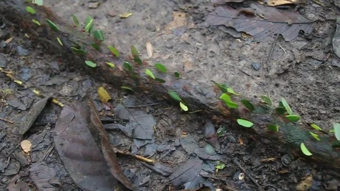Leafcutter ants Stock Footage 75902292