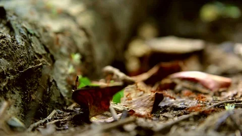 Leafcutter ants Stock Footage 123232139