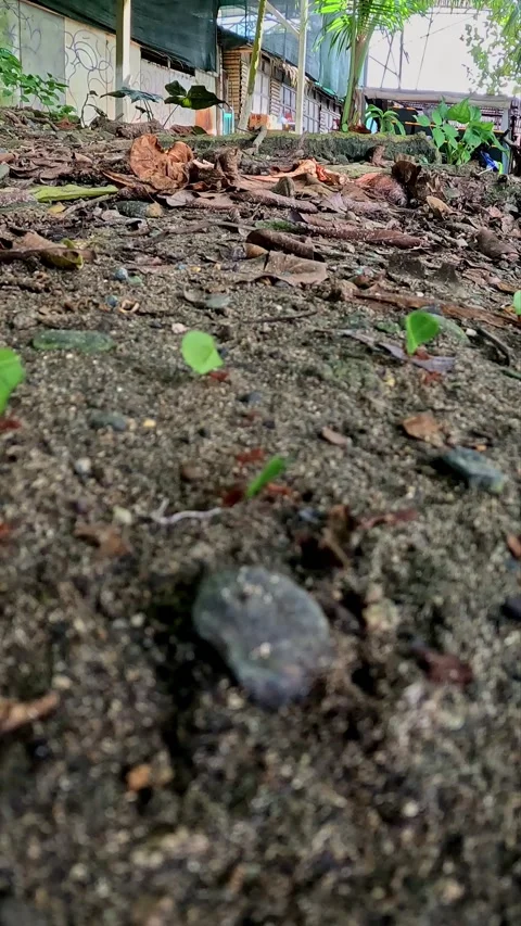 Leafcutter ants Stock Footage 294607070