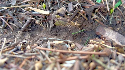 Leafcutter ants Video stock 302955177
