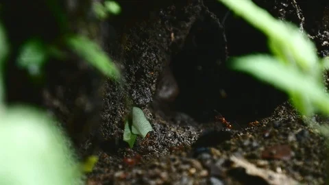 Leafcutter ants hill Stock Footage 126551343
