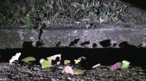 Leafcutter Ants in Honduras Video stock 8666087
