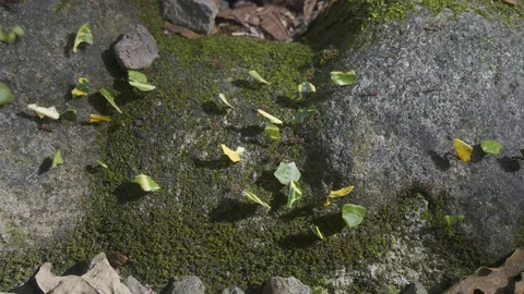 Leafcutter ants on jungle floor Stock Footage 88822237