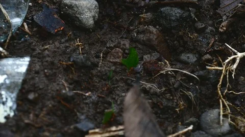 Leafcutter ants medium Stock Footage 126551380
