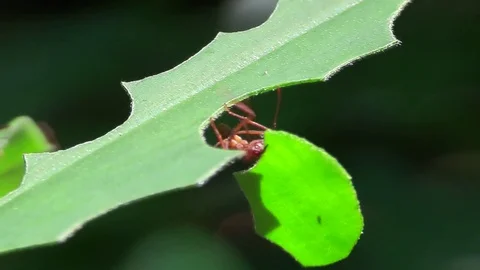 Leafcutter ants move across and cut leaves in the rainforest. Видео 79391793