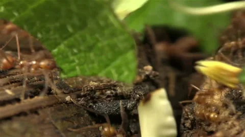 Leafcutter ants move leaves across a forest floor. Stockbeeldmateriaal 34453918