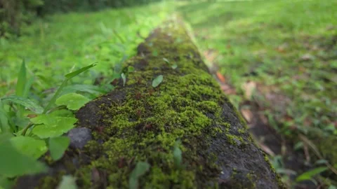 Leafcutter ants moving in slow motion with camera tracking backwards Stock Footage 302692103