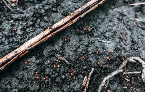 Leafcutter Ants in the Mud Foto stock