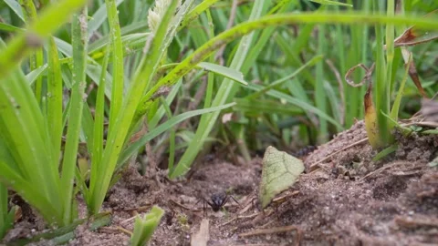 Leafcutter Ants Navigating Through Dense Grass and Soil Stock Footage 336471860