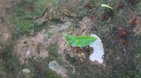 Leafcutter ants overhead view Stock Footage 67552973