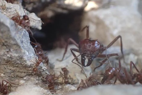Leafcutter ants Foto stock