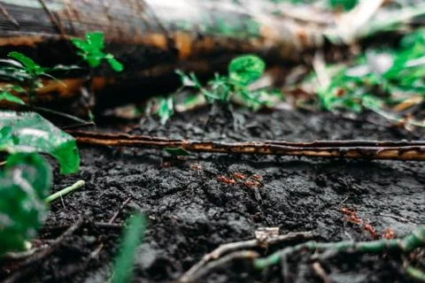 Leafcutter Ants with Plants Foto stock