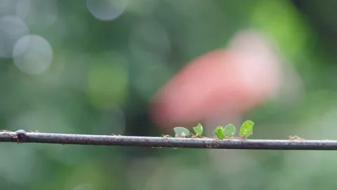 Leafcutter Ants with Predatory bird in Background carrying Leafs to Colony Stock Footage 231601018