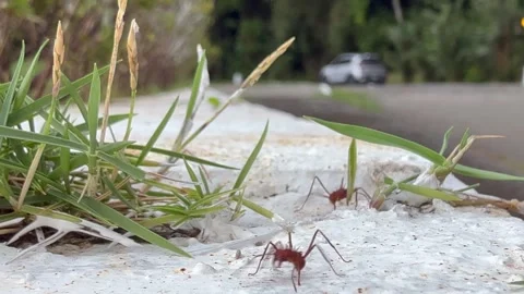 Leafcutter ants randomly running vertically and horizontally  on a white wall Stock Footage 320114155