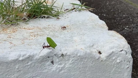 Leafcutter ants randomly running vertically and horizontally on a white wall Stock Footage 320114160