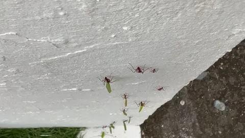 Leafcutter ants  running vertically down on a white wall Stock Footage 320114013