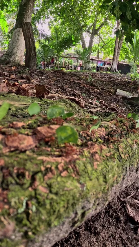 Leafcutter ants slow motion Stock Footage 294607814