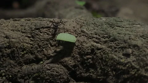 Leafcutter Ants Transporting Green Leaves on Rugged Log in Amazon Forest Stock Footage 334963111