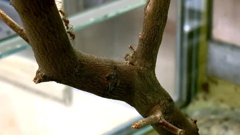 Leafcutter Ants on a Tree Branch in an Insectarium Stock Footage 77261543
