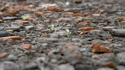 Leafcutter ants at work Stock Footage 88476135