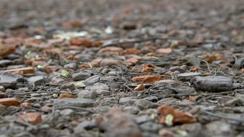 Leafcutter ants at work Stock Footage 88476162