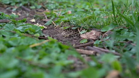 Leafcutter ants at work Stock Footage 88476272