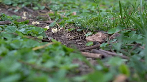 Leafcutter ants at work Stock Footage 88476492