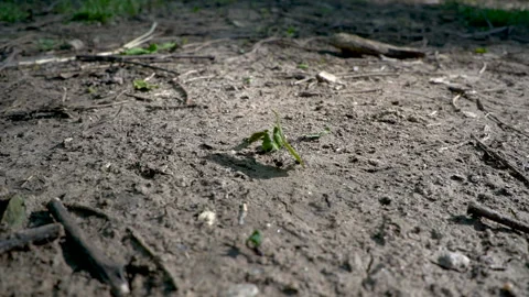 Leafcutter ants at work Stock Footage 88476518