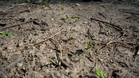 Leafcutter ants at work 動画素材 88476666